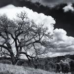 Tree & clouds