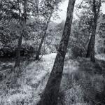 Trees in Tapia Park