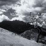 Lone Tree & Ladyface Mountain